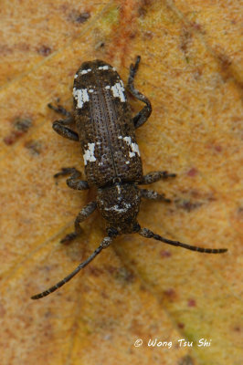 (Cerambycidae,  Sybria sp.)[A] Long-horned Beetle 