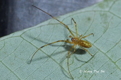 (Tylorida sp.)[L] ♂