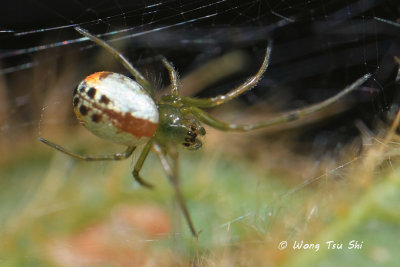 (Mesida sp.)[M] ♀
