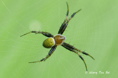 (Argiope chloreis) ♂