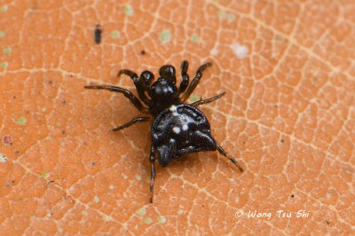 (Gasteracantha sp.)[F] ♂