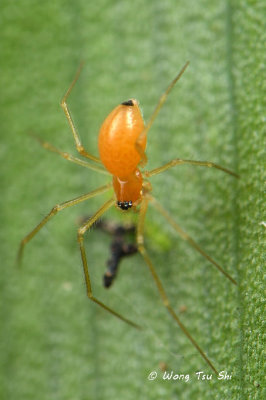 (Diplocephaloides sp.)[A] ♀