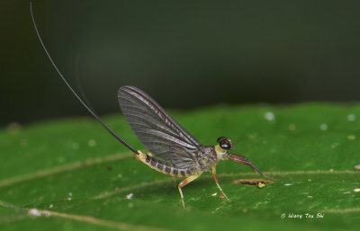 (Ephemeroptera sp.)[A]Mayfly 