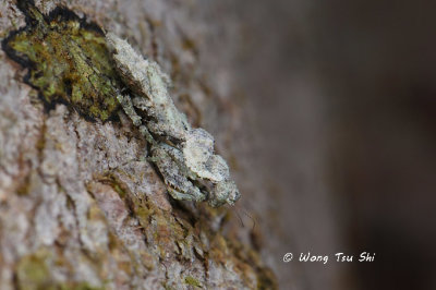 (Haaniidae, Astape sp.)[A]
