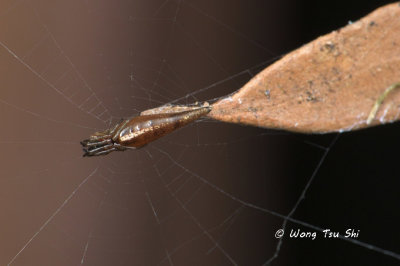 (Cyclosa sp.)[G]  ♀