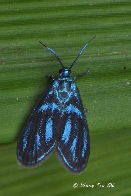 (Zygaenidae, Clelea sp.)[A]