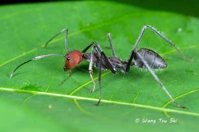 (Formicidae, Camponotus singularis) Red-headed Ant