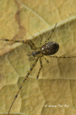 (Tylorida sp.)[N] ♀