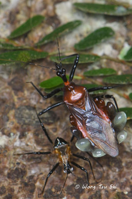 (Reduviidae, sp.)[B]Assassin Bug