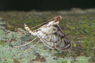 (Pyralidae, Endotricha sp.)