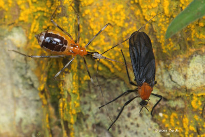 (Reduviidae, sp.)[I]Assassin Bug