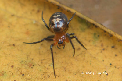 (Opadometa fastigata) Immature