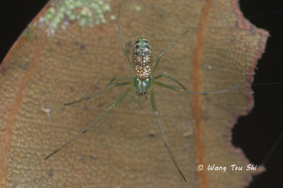 (Mesida sp.)[O] ♀