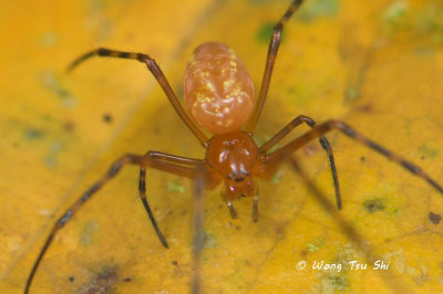 (Leucauge sp.)[A] ♀