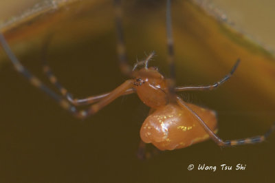 (Leucauge sp.)[A] ♀