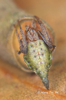 (Eriovixia sp.)[H] ♀