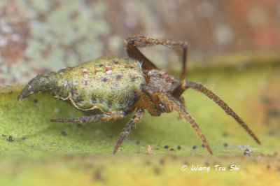 (Eriovixia sp.)[H] ♀