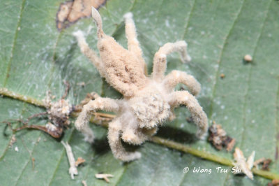 Cordyceps fungi covered spider