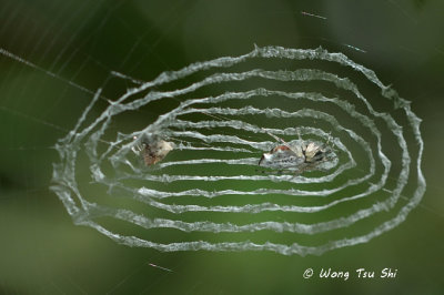 Cyclosa insulana web