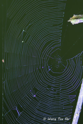Araneidae web