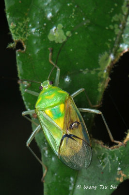 (Pentatomidae, sp.)[C]Shield Bug