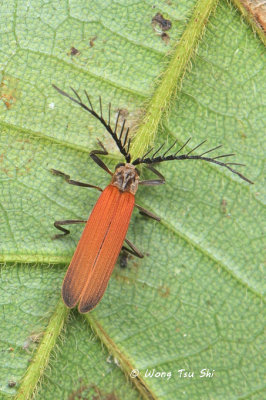 (Lycidae, Cautires sp.)[B]Net-winged Beetle