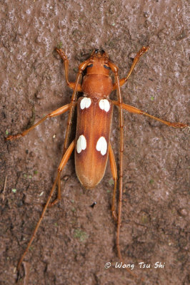 (Cerambycidae, Eburiomorpha guttata)Long-horned Beetle