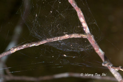 Linyphiidae web
