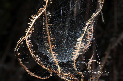 Linyphiidae web