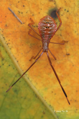 (Coreidae sp.) <br />Leaf-footed Bug nymph