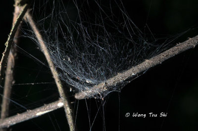 Linyphiidae web