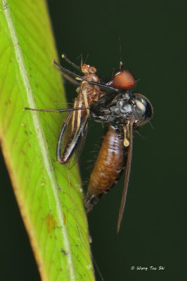 (Asilidae sp.)Robber Fly