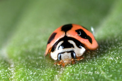 (Coccinellidae, Cheilomenes sexmaculata Ladybird Beetle