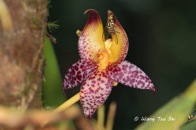 Orchids species of Sabah, Borneo, Malaysia.