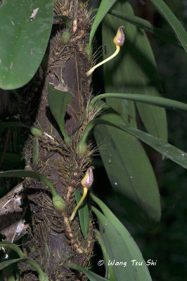 Bulbophyllum macranthum