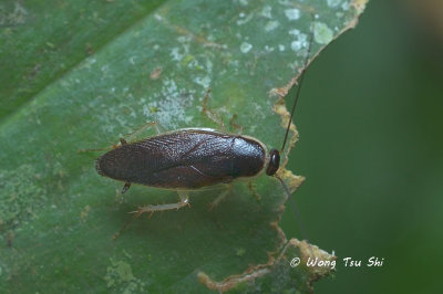 (Pseudophyllodromiidae, Pseudophyllodromia laticeps)
