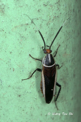 (Blattellidae, Hemithyrsocera histrio)