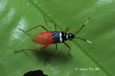 (Pyrrhocoridae, Dindymus albicornis)Red Bug