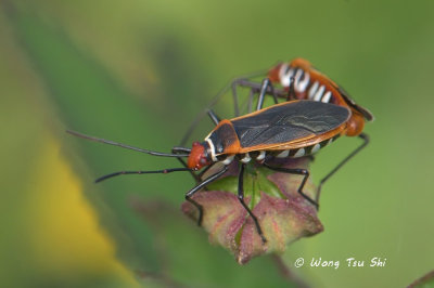 (Pyrrhocoridae, Dysdercus sp.)[C]Red Bug
