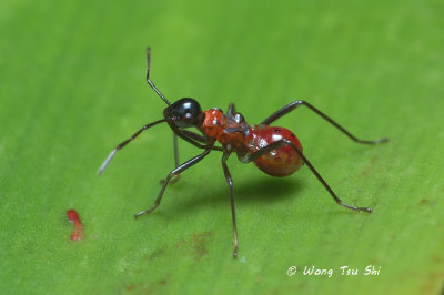(Pyrrhocoridae, sp.)[A]Red Bug