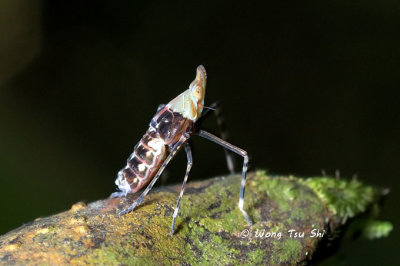 (Dictyopharidae sp. Nymph) Planthopper nymph