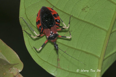 (Reduviidae, Triatomminae, Triatoma sp.)[A]Assassin Bug