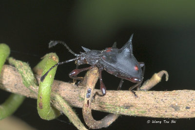 (Endomychidae, Cacodaemon cf borneensis)Handsome Fungus Beetle