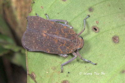 (Cicadellidae sp.)[E]Typical Leafhopper