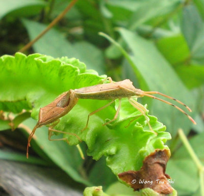 (Coreidae, Homoeocerus sp.)[A]Leaf-footed Bug