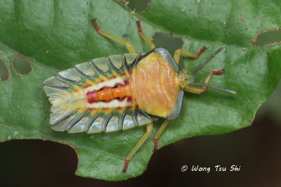 (Tessaratomidae sp.) Giant Shield Bug nymph