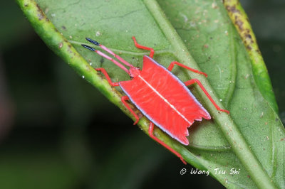 (Tessaratomidae, Pycanum rubens Giant Shield Bug Nymph