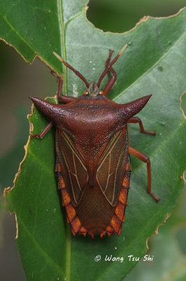 (Tessaratomidae, Pygoplatys lunatus)Giant Shield Bug