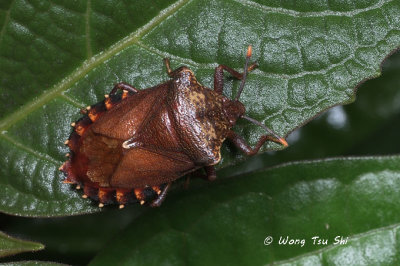 (Tessaratomidae sp.)[A]Giant Shield Bug 