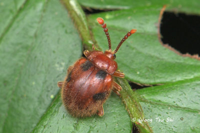 (Endomychidae, cf.  Stenotarsus sp.)[A]Handsome Fungus Beetle